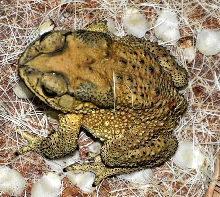 Black Spotted Toad