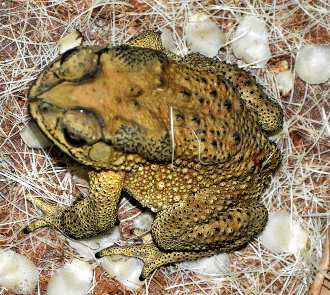 Black Spotted Toad