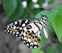 Common Lime Butterfly