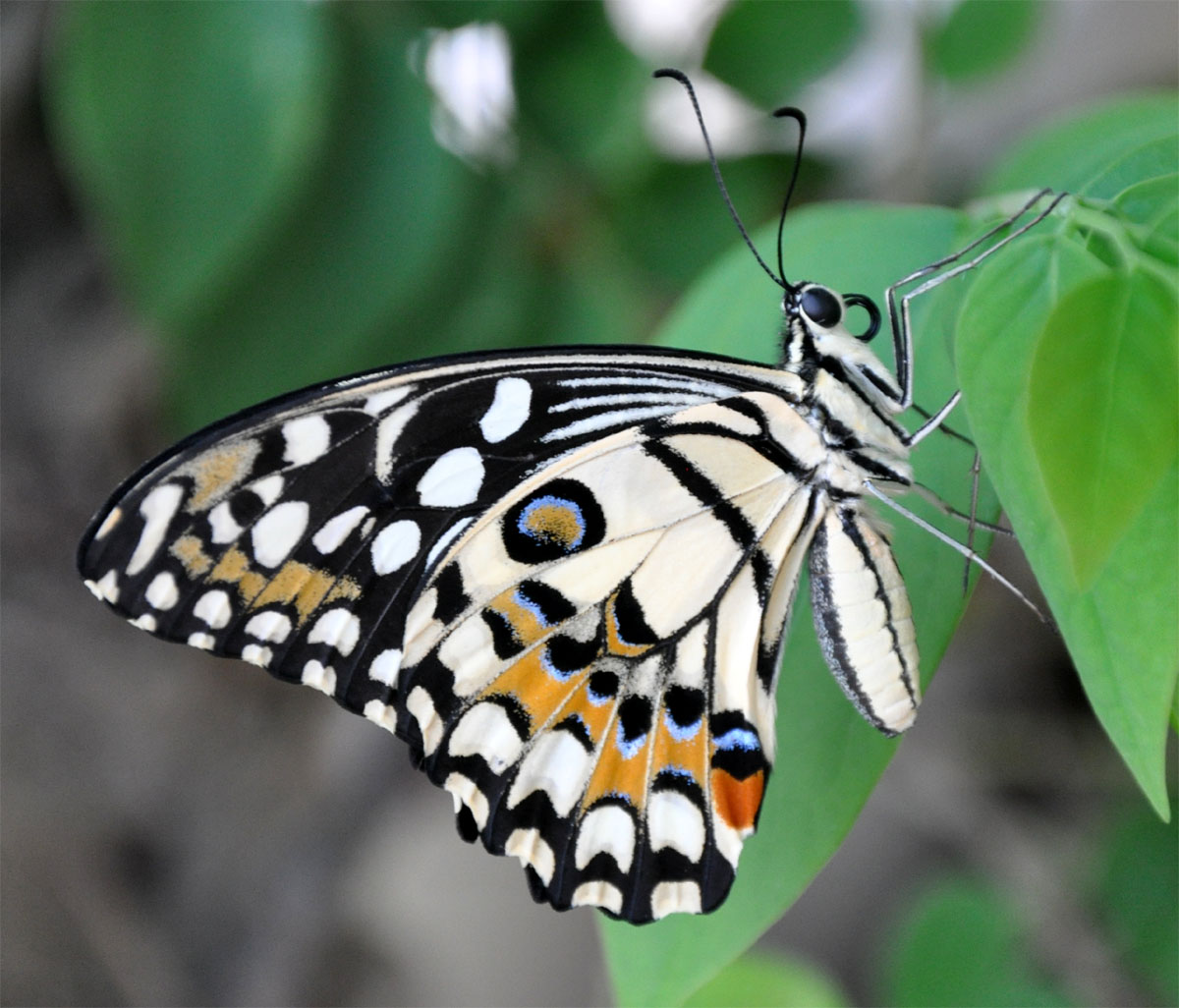 Common Lime Butterfly