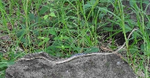 Painted Bronzeback?