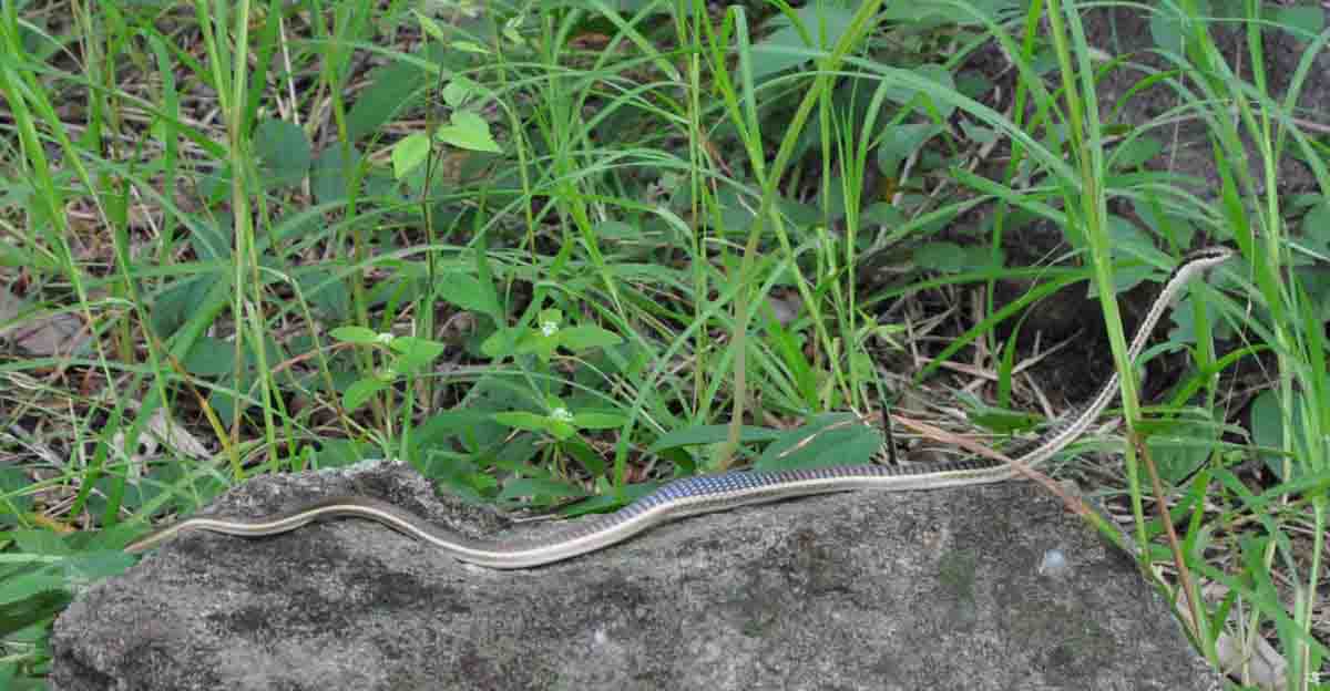 Painted Bronzeback?
