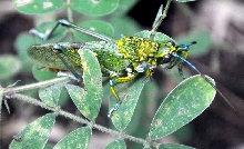 Aularches miliaris