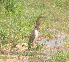 Yellow Bittern