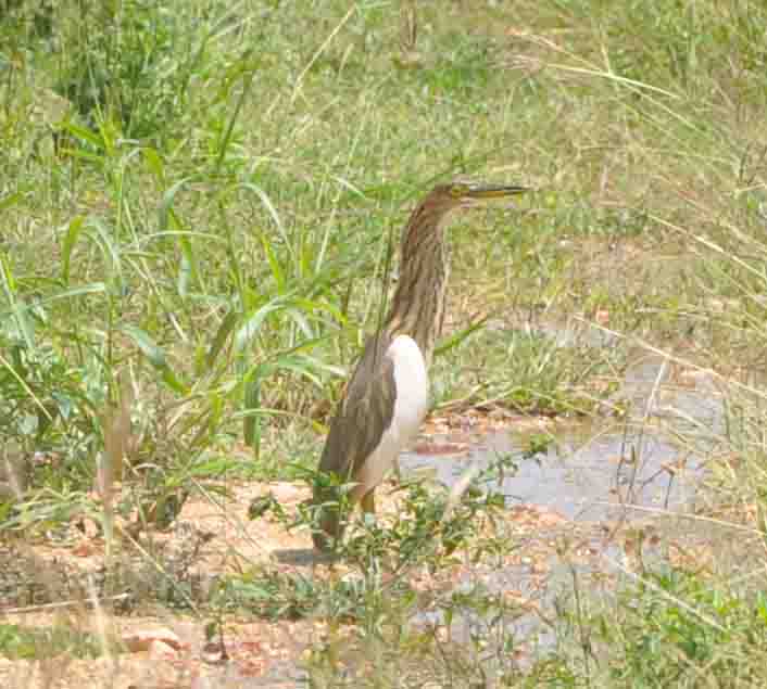 Yellow Bittern