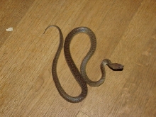 Granite Spotted