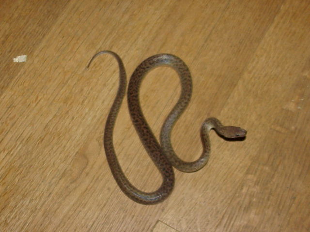 Granite Spotted