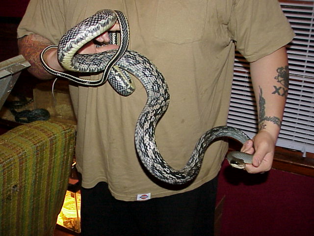 Male Blue Beauty