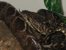 New Amazon Tree Boa