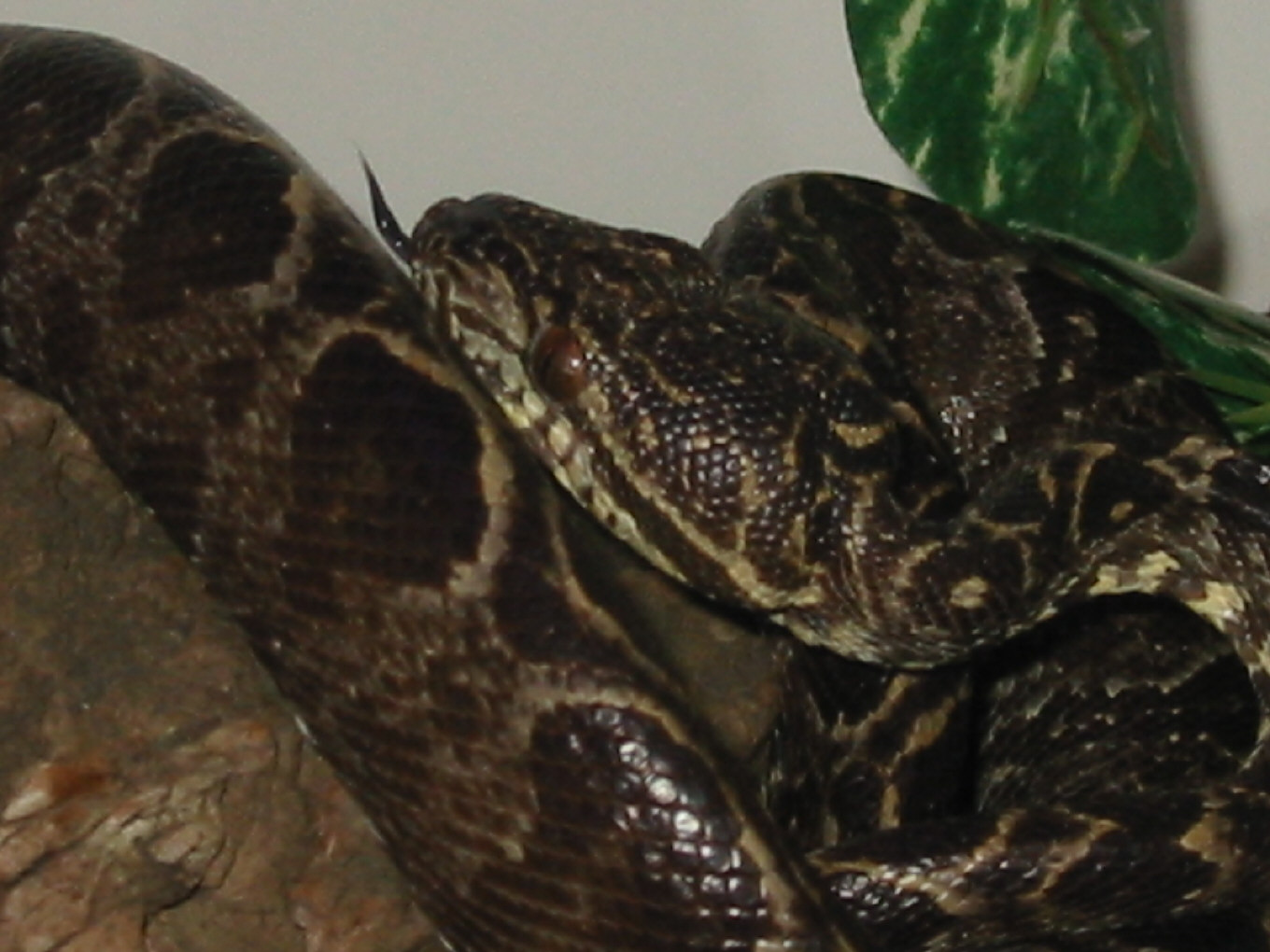 New Amazon Tree Boa