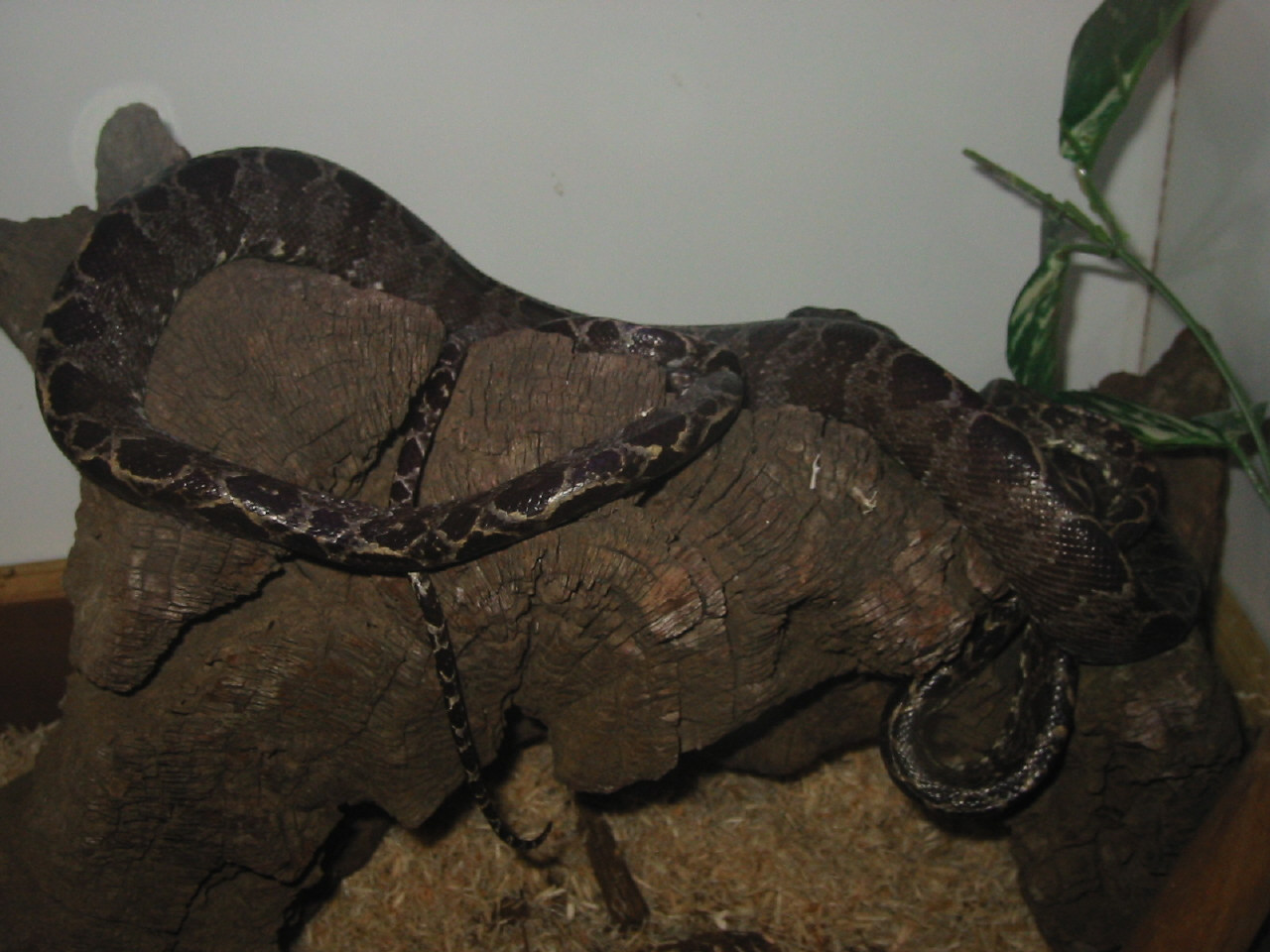 Another pic of my Tree boa