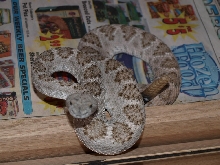 crotalus atrox
