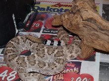 tail shot