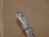 head shot