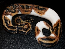 Pied