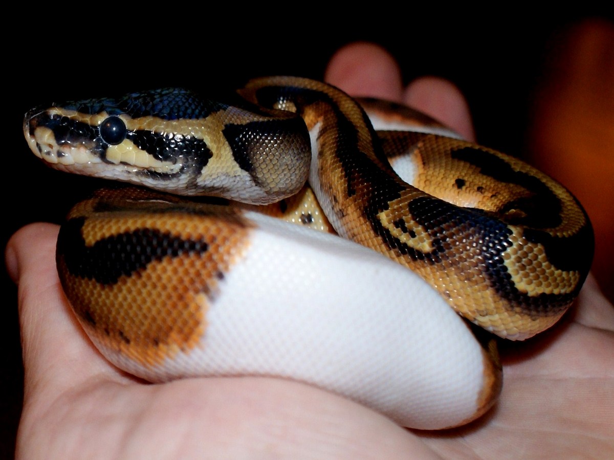 My new Piebald