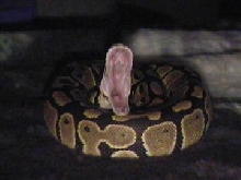 Yawn