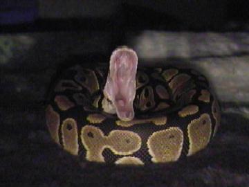 Yawn