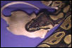 JimB0B feeding pic2