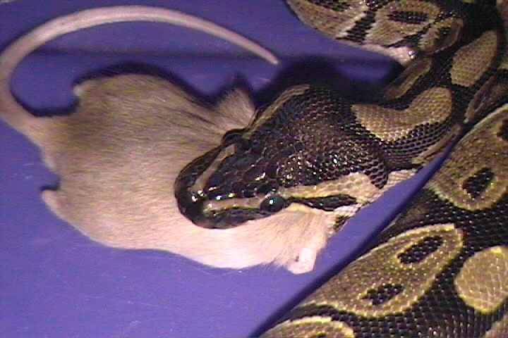 JimB0B feeding pic2