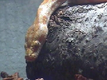 albino burm pic1