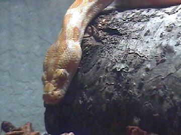 albino burm pic1
