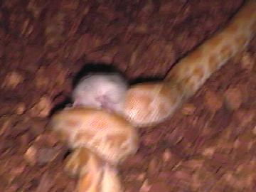 S0L eating