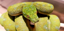 Green Tree Python