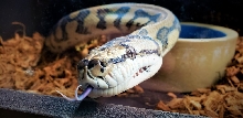 Tiger Jag Coastal Python