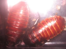 Giant Madagascar Hissers