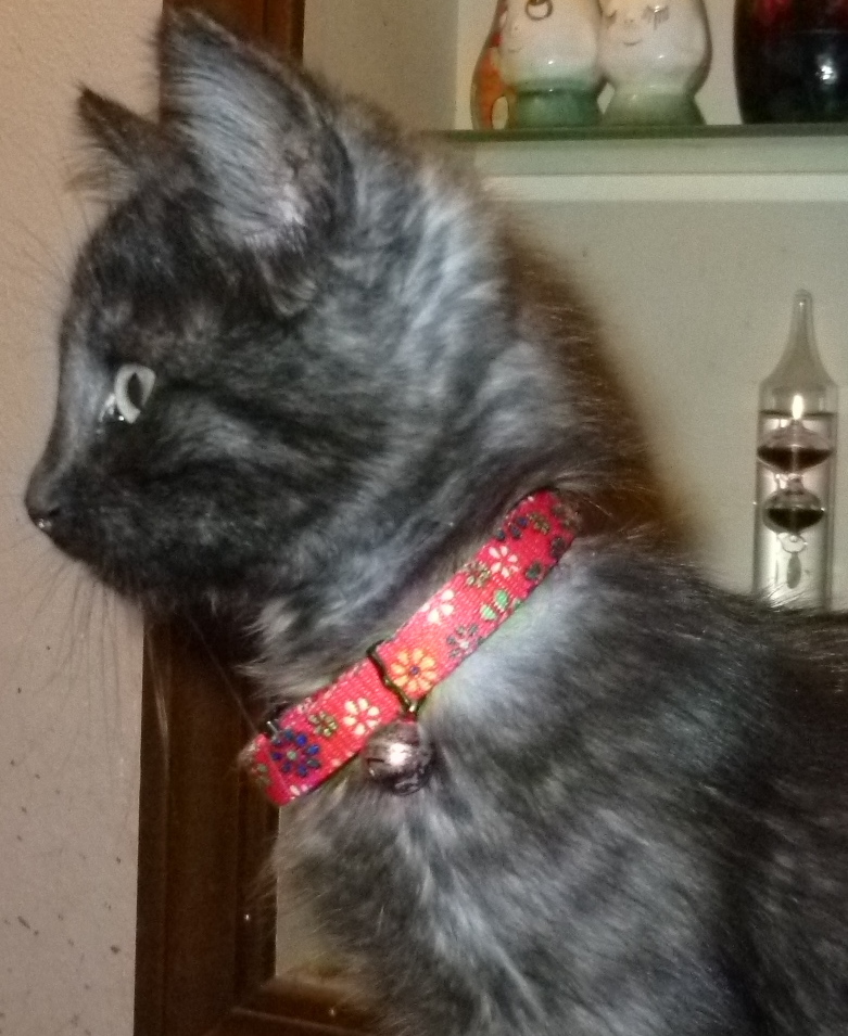 Kitten1