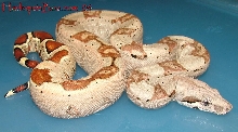 Female from 04