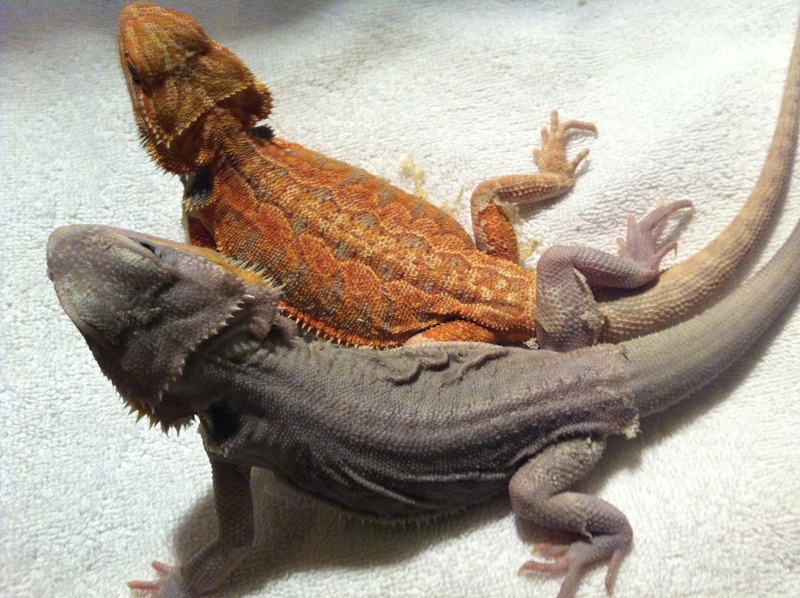 Here is the update purple