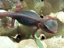 PURPLE PATTTERNLESS
