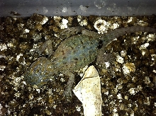 Green Blue Hypotrans Leatherback