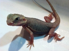latest purple2