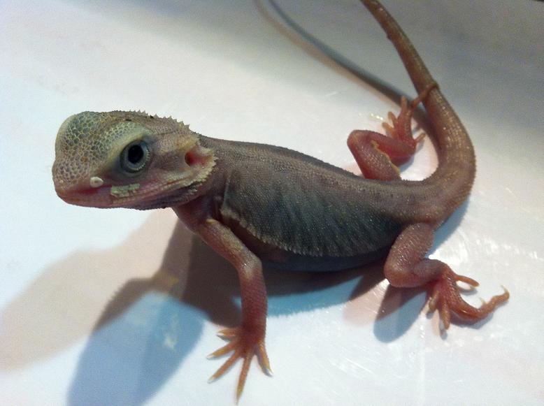 latest purple2
