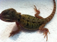 Green Hypo trans Leather