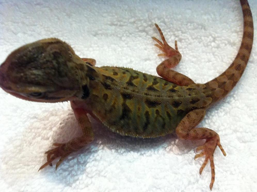Green Hypo trans Leather