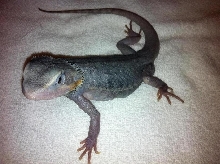 Purple Hypo Trans Leatherback 2