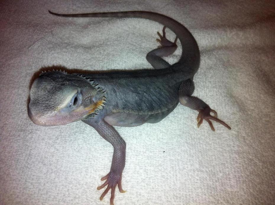 Purple Hypo Trans Leatherback 2