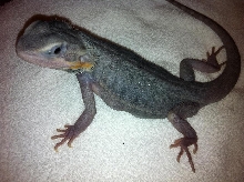 Purple Hypo Trans Leatherback 1