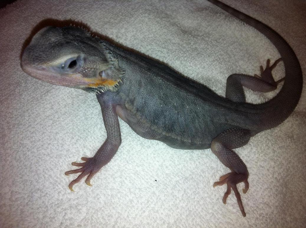 Purple Hypo Trans Leatherback 1