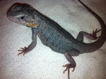 Purple Hypo Trans Leatherback 1