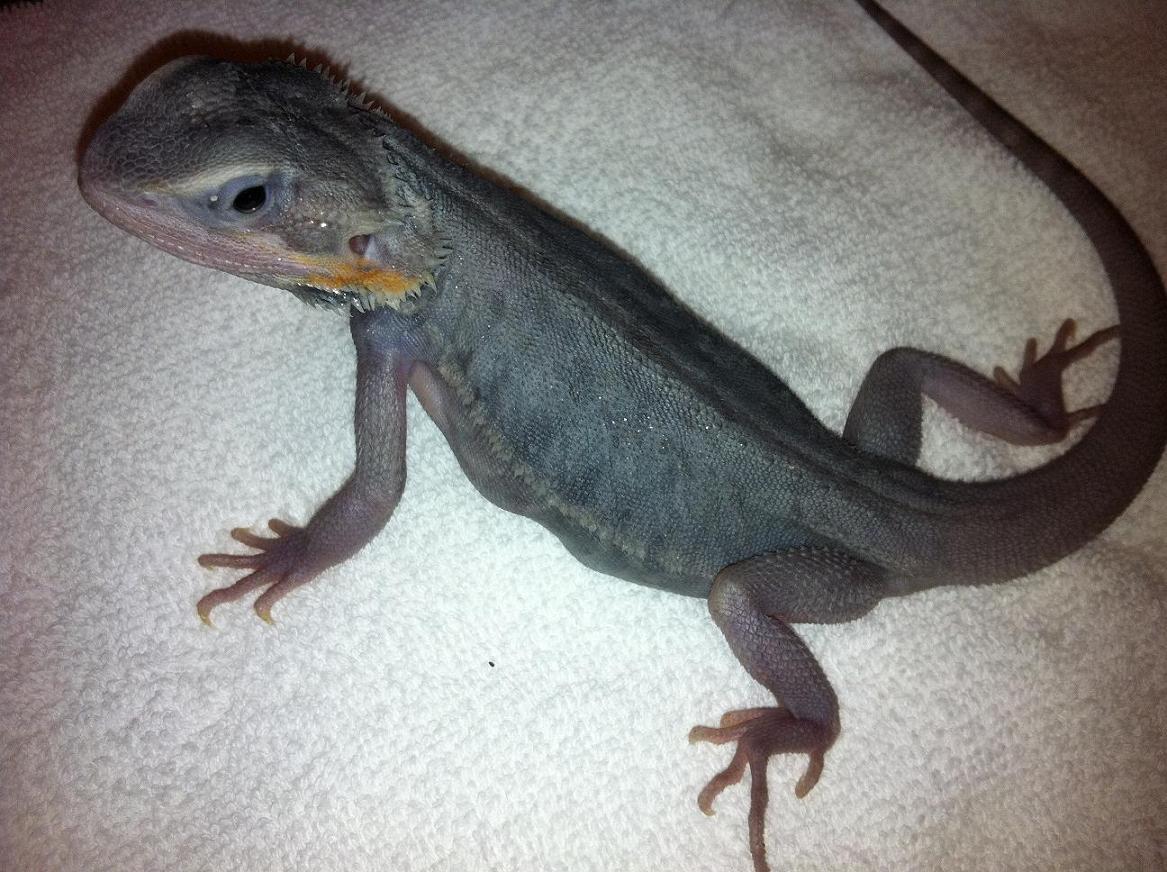 Purple Hypo Trans Leatherback 1