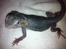 Purple Hypo Trans Leatherback 3