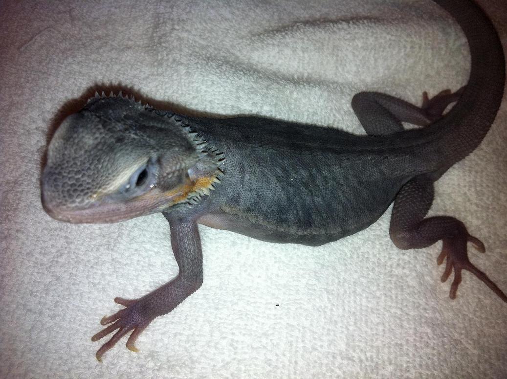 Purple Hypo Trans Leatherback 3