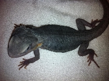 Purple Hypo Trans Leatherback4