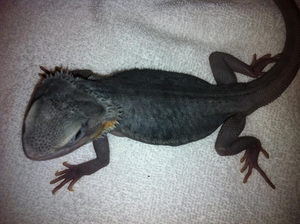 Purple Hypo Trans Leatherback4