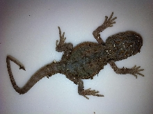 Green Blue Hypo Trans Dwarf